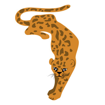 Leopard n.3