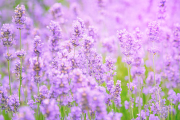 Close up of lavender flower field. Blurred