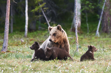Obraz na płótnie Canvas Mummy bear and her three little puppies