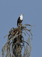 African fish eagle (Haliaeetus vocifer),