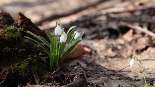 White blooming snowdrop folded or Galanthus plicatus with water drops  in the forest background. Wind, light breeze, sunny spring day, dolly shot, close up, shallow depts of the field, 59,94 fps