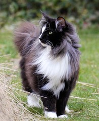 Norwegische Waldkatze im Wind