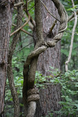 trunk of a tree