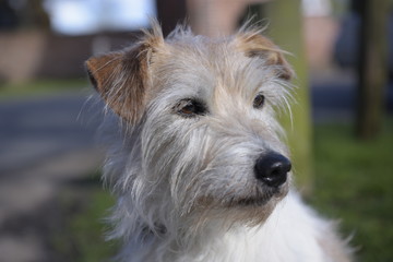 West Highland White Terrier