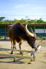 西表島の水牛
