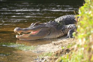 Alligator laying near a pond with its mouth open.