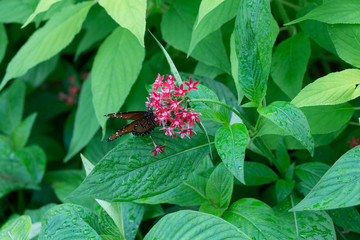 butterfly and flower