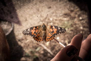 butterfly