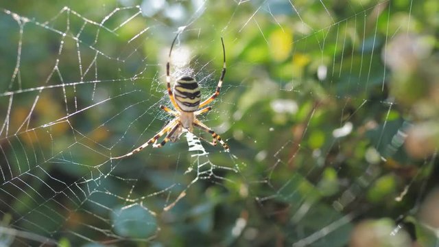 Detail of yellow wasp spider on cob web, green leaves background, dangerous trap