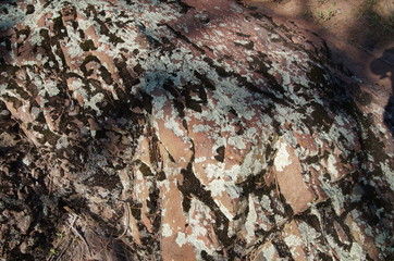 Lichen texture