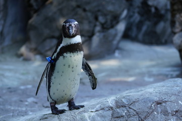 ペンギン
