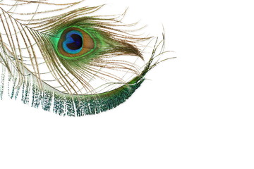 Obraz premium peacock feather in white background with text copy space
