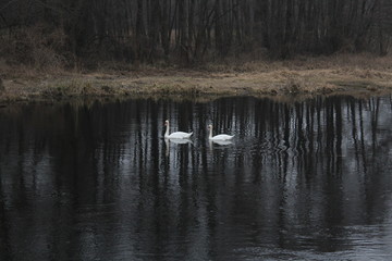 Łabędzie © pniejnia