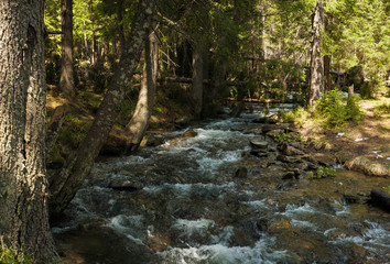Mountain river in the mountains of the Carpathians in early spring. Small river deep in the forest in the rays of the spring sun.