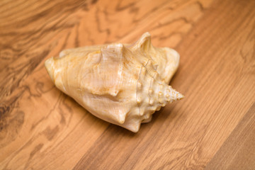 Seashell on wooden background