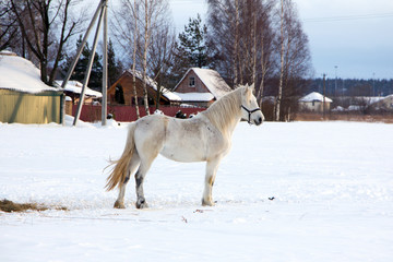 The white horse freely walks on a snowy field. Rustic wooden houses in the background.