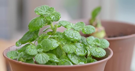 Green plant pot
