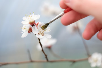 Close-up of a manual pollination of an apricot blossom on a branch using a paintbrush - obrazy, fototapety, plakaty