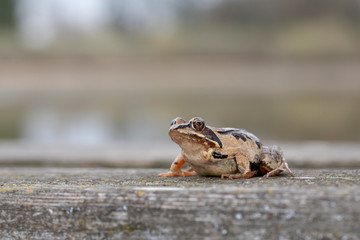 Moorfrosch Weibchen sitzend am Holzsteg