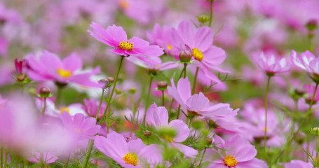 Cosmo flower plant