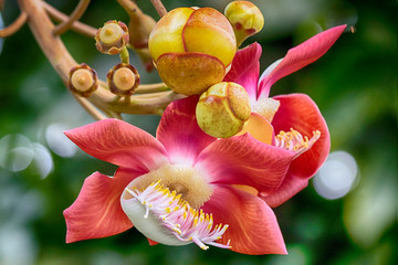 flower on green background