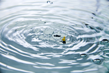 close up of drop in water making duck on water