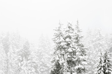 Snow covered trees in a coniferous mountain forest; forest surrounded and enveloped in a cloud or fog