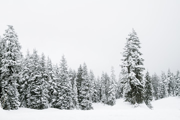 Fototapeta premium Snow covered trees in a coniferous mountain forest; forest surrounded and enveloped in a cloud or fog