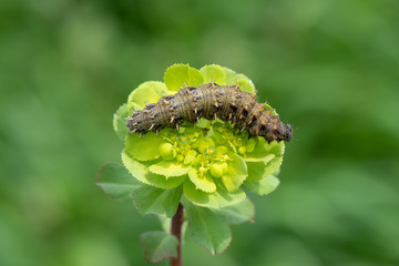 caterpillar on leaf