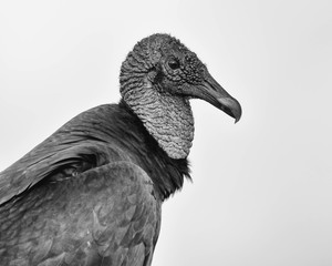Black Vulture