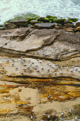birds gathering on coastal rocks, rocks texture