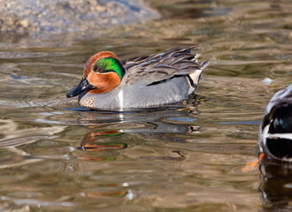 Green Winged Teal in a Pond