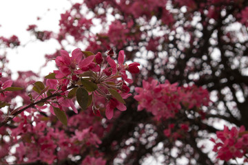 the purple prince crabapple blossom