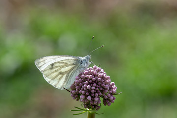 Pieridae / Yalancı Beyazmelek / / Pieris pseudorapae