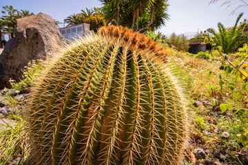 Playa Jardin &ndash; Puerto de la Cruz einer der sch&ouml;nste Str&auml;nde auf Teneriffa.