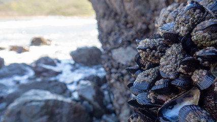 Close-up of Mussels and Barnacles with Room for Copy