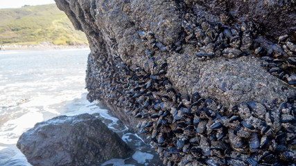Close-up of Mussels and Barnacles with Room for Copy