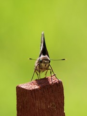 Stare Down with a Monk Skipper Butterfly (Asbolis capucinus)