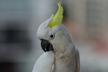Cockatoo