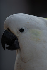 Cockatoo