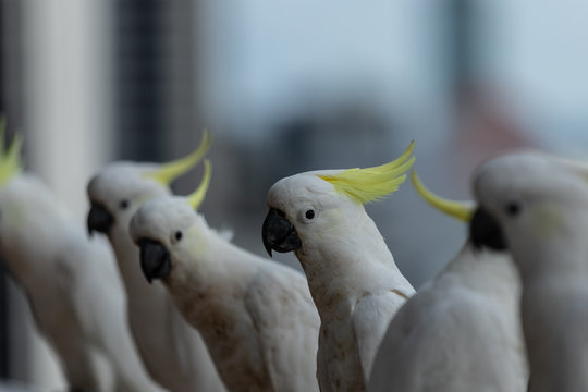 Cockatoo