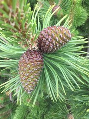 Pine cones on tree 