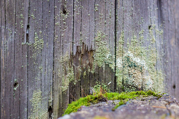 Close-up natural still life in the spring forest with different types of moss, plants and insects on the surface of the tree as a background. Texture.