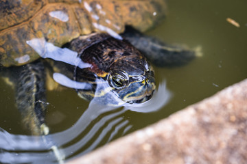 Turtle head seen before leaving from inside the water. Brasil.