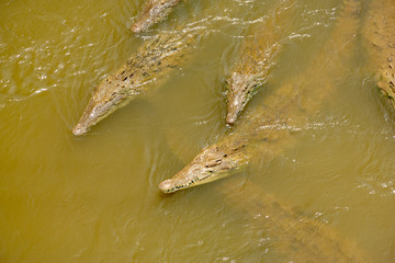 American Crocodile (Crocodylus acutus) 