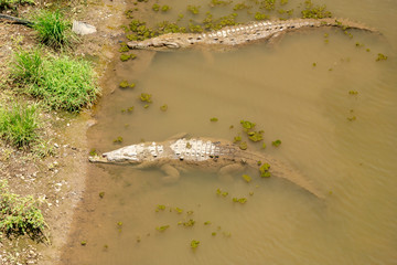 American Crocodile (Crocodylus acutus)