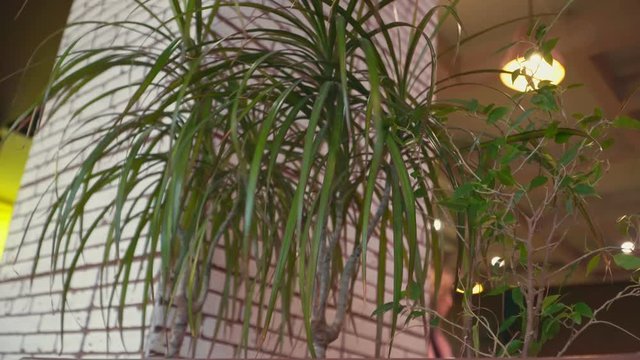 Teenager holds hand over the leaves of dracaena palm