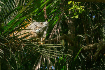 Green Iguana (Iguana iguana)