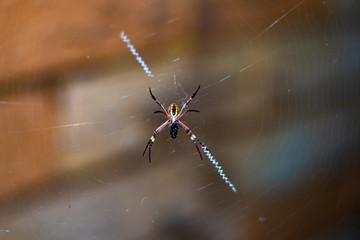 Spider eating a fly