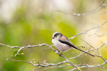 Long-Tailed Tit (Aegithalos caudatus)